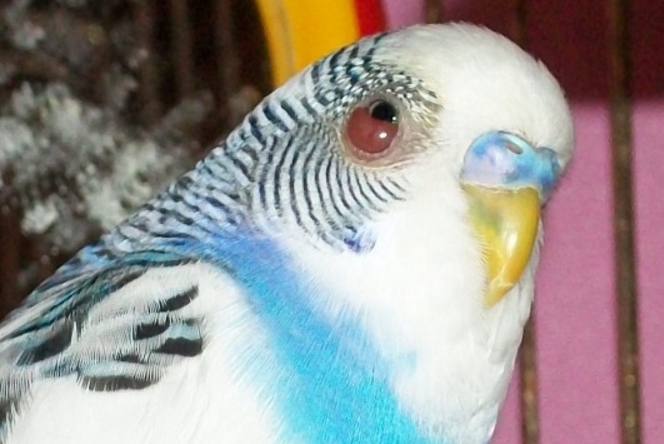 Болезни глаз у волнистого попугая фото