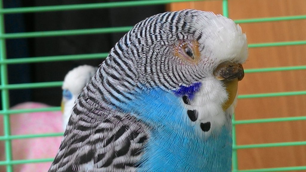 Болезни роговицы у попугаев фото
